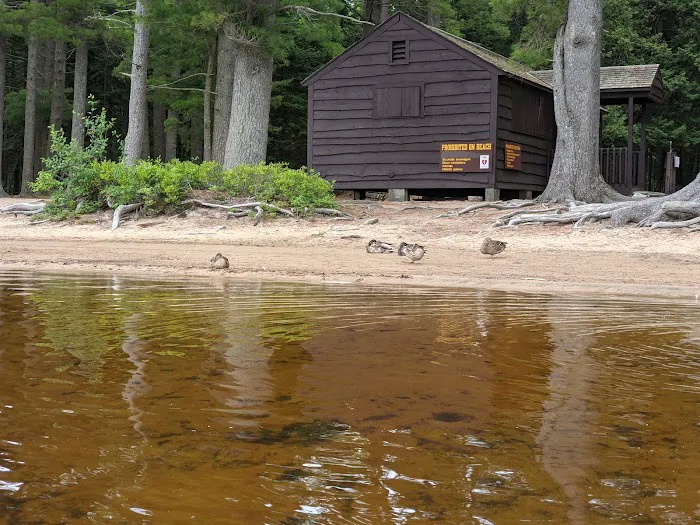 Brown Tract Pond Campground Picture 3