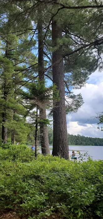 Brown Tract Pond Campground Picture 9