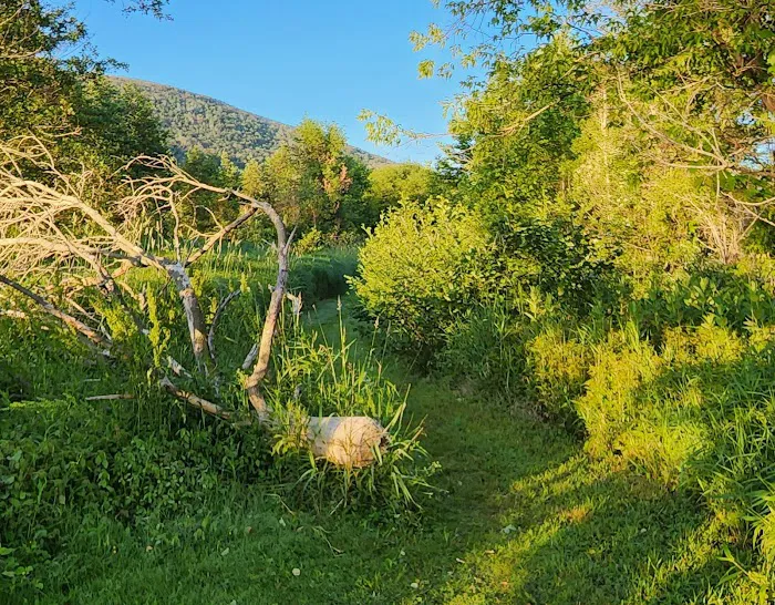 Ives Run Campground Picture 9