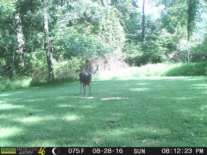 Black Forest Campground, LLC Picture 2