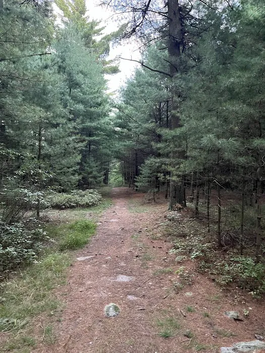 Primitive Campsite #10 Picture 6