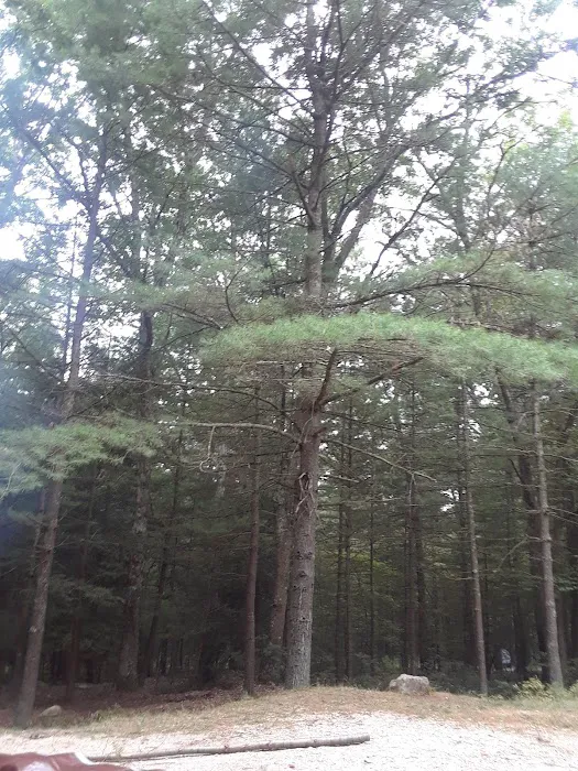 Primitive Campsite #11 Picture 4