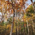 Chinquapin Hill Campground