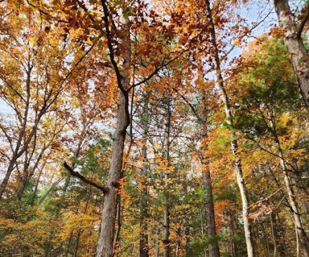 Chinquapin Hill Campground