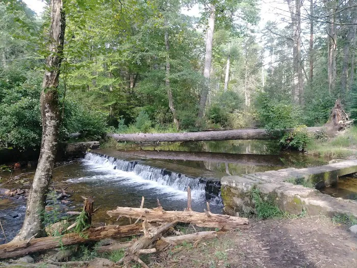 Chinquapin Hill Campground Picture 4