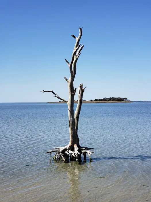 Assateague National Seashore Campground - Spot Bayside B33 Picture 8