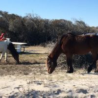 Oceanside Drive-In Campground ico