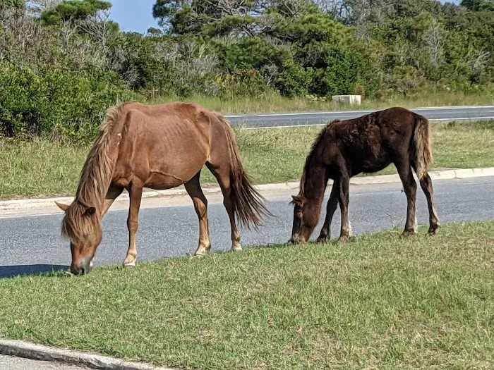 Oceanside Drive-In Campground Picture 9