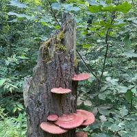 Free Camping/NY State Land ico