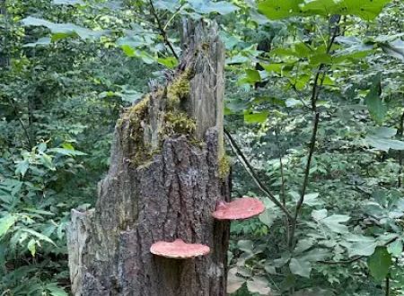 Free Camping/NY State Land