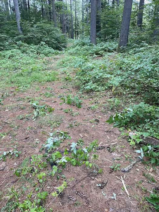 Schroon River Campsites Inc Picture 1