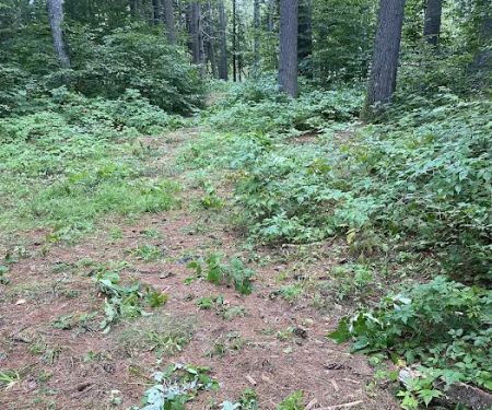 Schroon River Campsites Inc