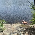 Indian Lake Islands Campground - Campsite #20