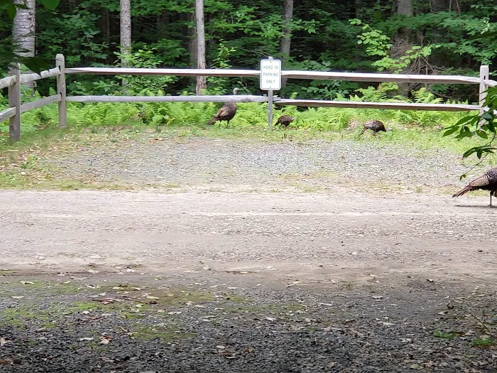 Mt Sunapee State Park Campground Picture 10