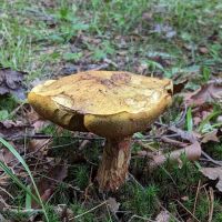Beulah Park Campground ico