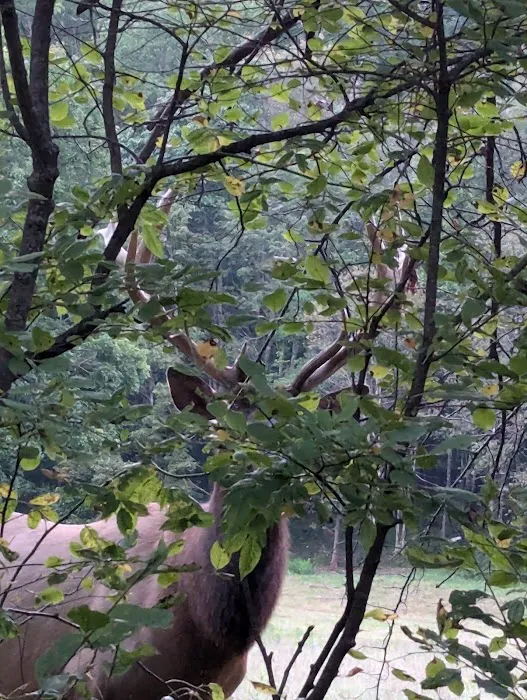 Quiet Oaks Campground Picture 7