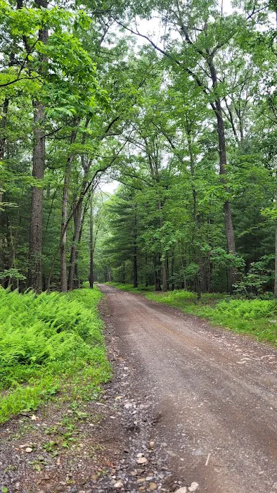 Whispering Pines Picture 2