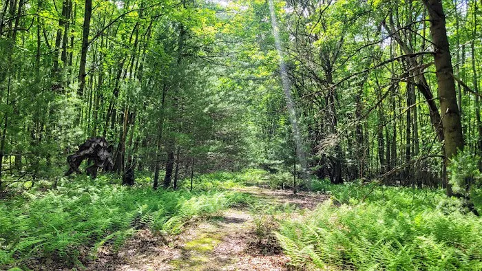 Whispering Pines Picture 10