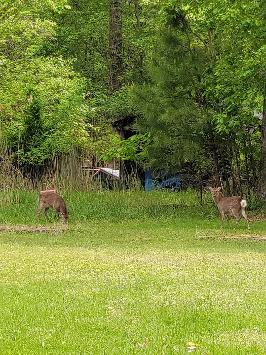 Taylors Island Family Campgrounds Picture 7