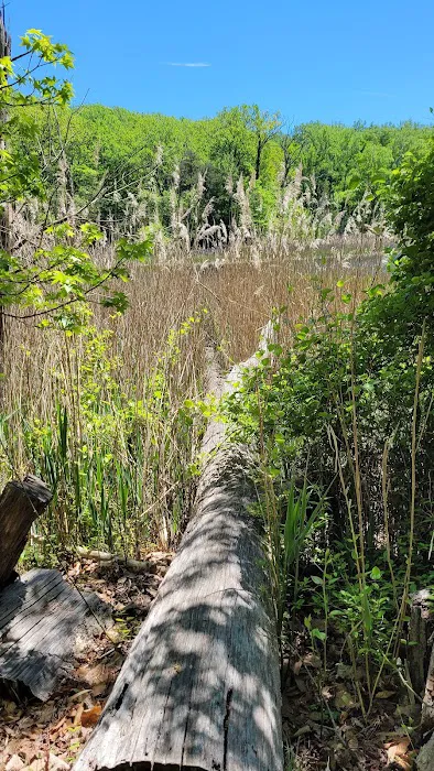 Calvert Cliffs Campground Picture 4