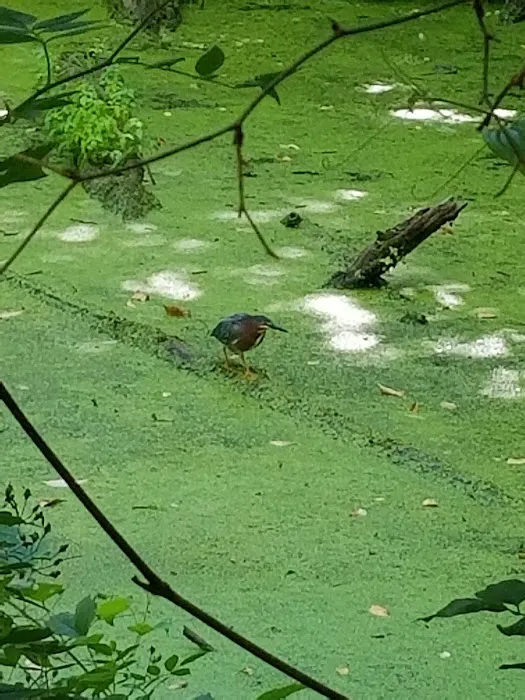 Indian Springs Picture 8