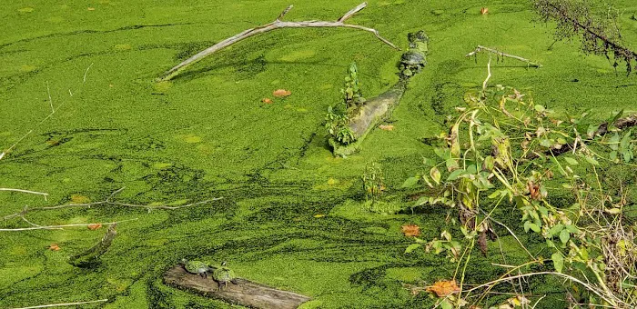Indian Springs Picture 6