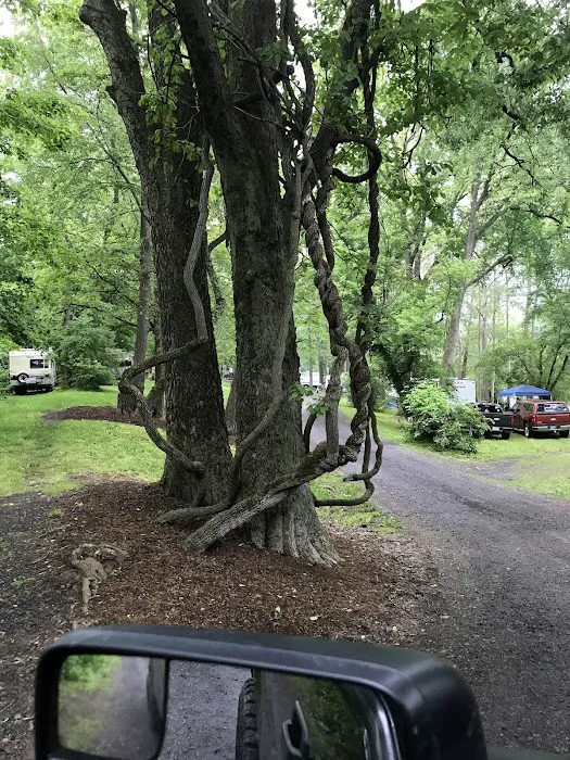 Harshbarger's Campground Picture 4