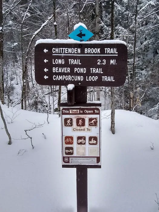 Chittenden Brook Campground Picture 3