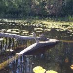 Beaver Pond Campground at Bear Brook State Park