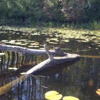 Beaver Pond Campground at Bear Brook State Park ico