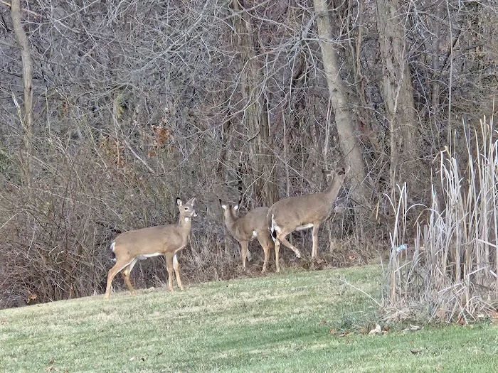 Meadowbrooke RV Park Picture 5