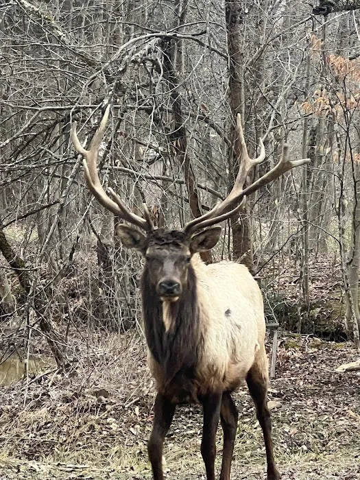 Hemlock Campground of Potter County Picture 9