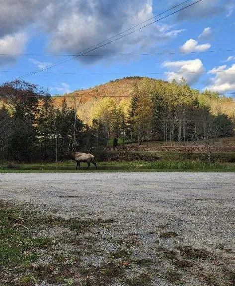 Hemlock Campground of Potter County Picture 10