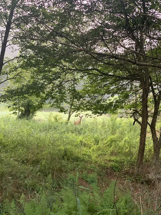 Campground at Sinnemahoning State Park Picture 10