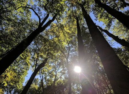 Owens Creek Campground