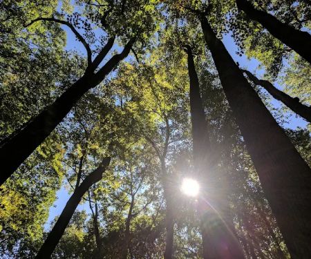Owens Creek Campground
