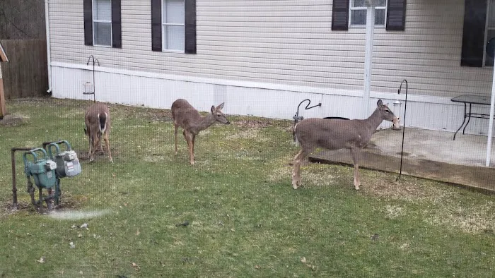 Madison City Mobile Home Community Picture 6