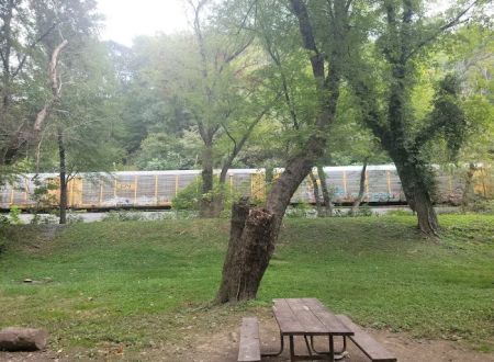 Bald Eagle Hiker Camper Campsite