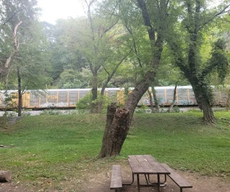 Bald Eagle Hiker Camper Campsite