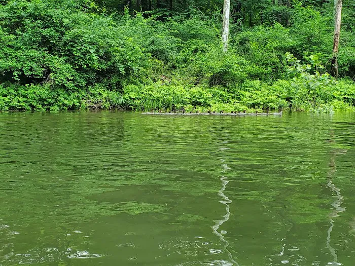 Branch Campground Picture 2