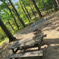 Rothrock State Forest Campsite #2 ico