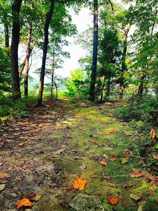 Rothrock State Forest Campsite #2 Picture 3