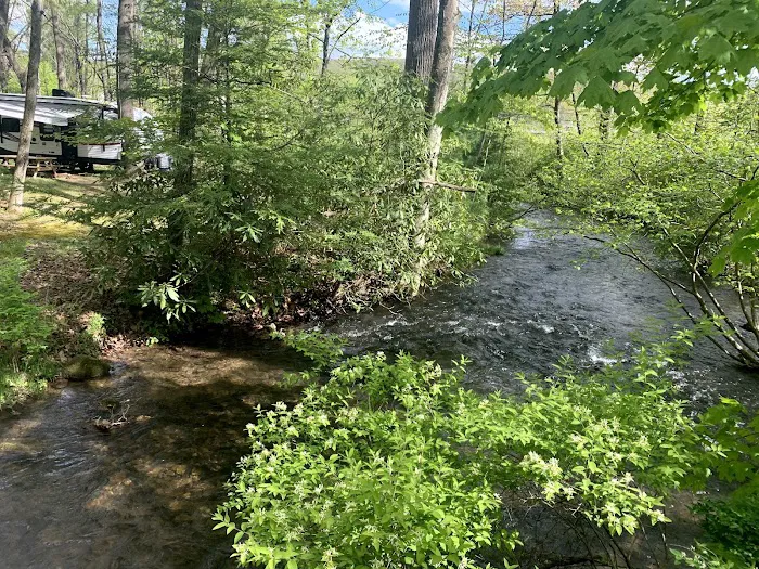 Bald Eagle Campsite Picture 7