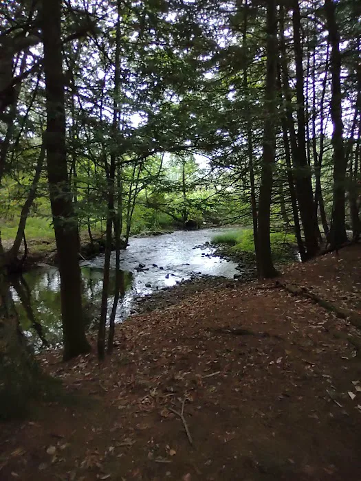 Bald Eagle Campsite Picture 1