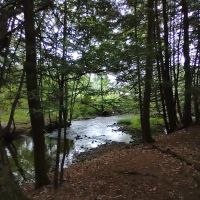 Bald Eagle Campsite ico