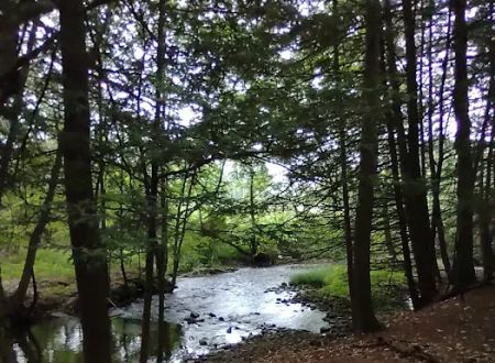 Bald Eagle Campsite