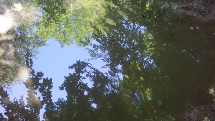Piney Woods Campsites Picture 1