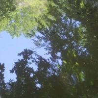 Piney Woods Campsites ico