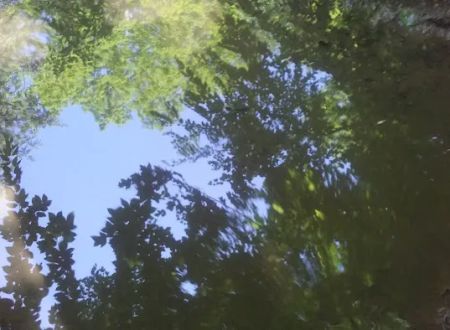 Piney Woods Campsites
