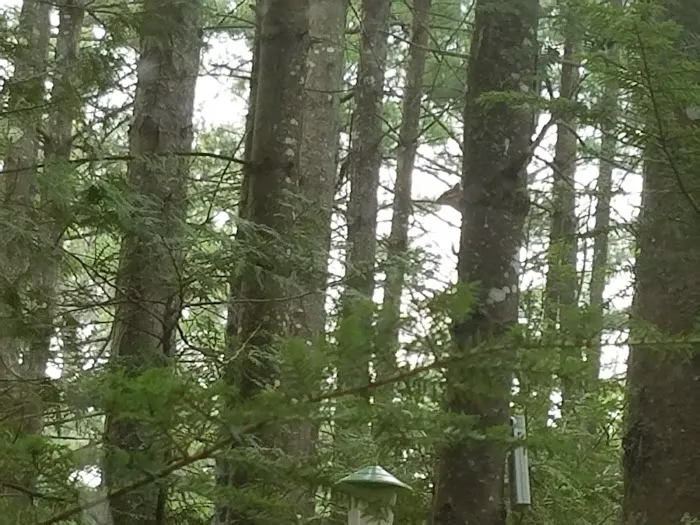 Wakonda Family Campground Picture 9